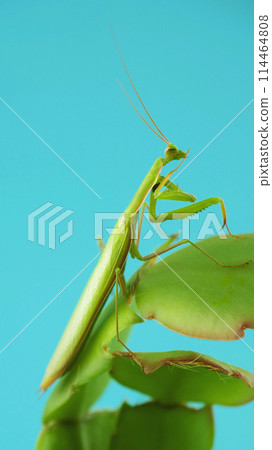 Praying mantis sits on leaves 114464808