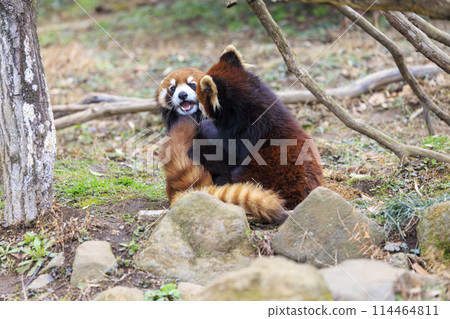 紅熊貓多摩動物園 114464811