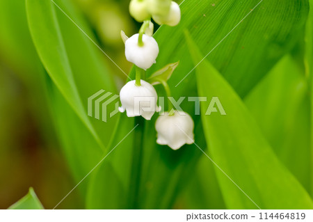 白色鈴蘭 114464819