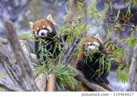 Red Panda Tama Zoo Red Panda Tama Zoo 114464827