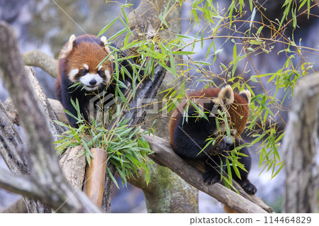 Red Panda Tama Zoo Red Panda Tama Zoo 114464829