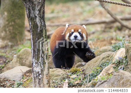Red Panda Tama Zoo 114464833