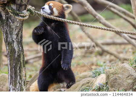 Red Panda Tama Zoo Red Panda Tama Zoo 114464834