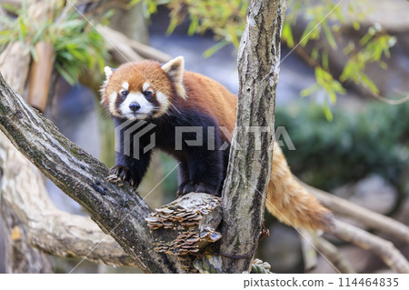 Red Panda Tama Zoo Red Panda Tama Zoo 114464835