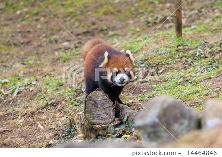 Red Panda Tama Zoo 114464846
