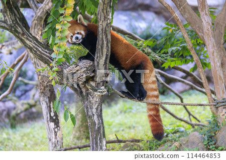 紅熊貓多摩動物園 114464853