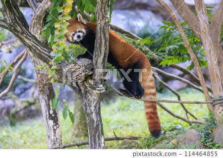 紅熊貓多摩動物園 114464855