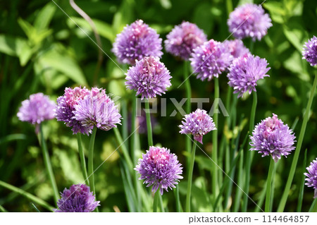 Chives Chives 114464857