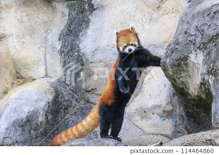 Red Panda Tama Zoo 114464860