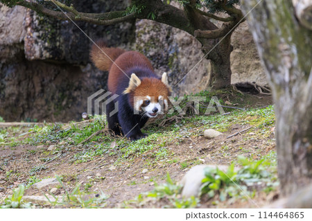 Red Panda Tama Zoo 114464865