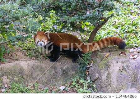 Red Panda Tama Zoo 114464866