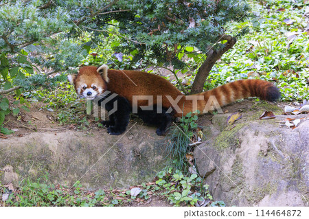 Red Panda Tama Zoo 114464872