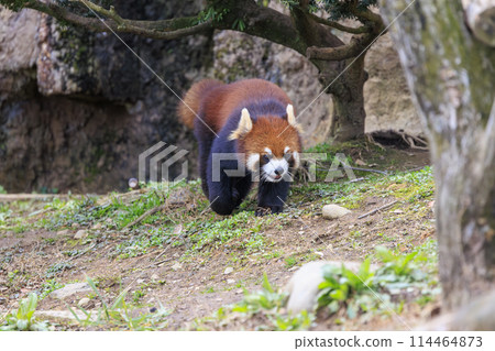 Red Panda Tama Zoo 114464873