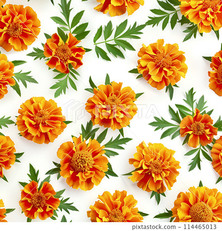 Pattern of marigold flower on white backgrounds 114465013