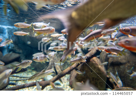及川和川睦的魚群 及川和川睦的魚群 114465057
