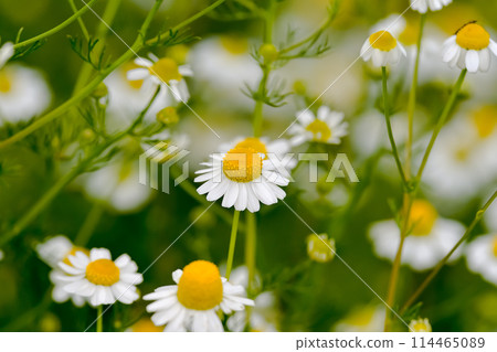 Chamomile 114465089