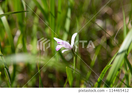 Tokisou, Amo Marshland (Toyohashi City, Aichi Prefecture) Tokisou, Amo Marshland (Toyohashi City, Aichi Prefecture) 114465412