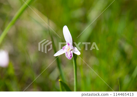 Tokisou, Amo Marshland (Toyohashi City, Aichi Prefecture) Tokisou, Amo Marshland (Toyohashi City, Aichi Prefecture) 114465413