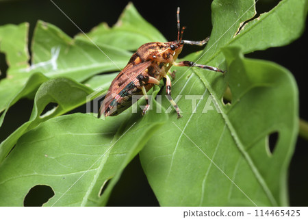Brown-winged stink bug crawls on leaves looking for food Brown-winged stink bug crawls on leaves looking for food 114465425