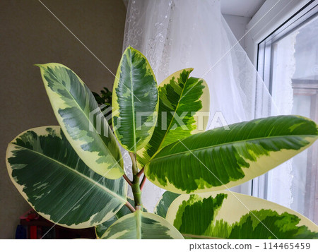 Ficus in a pot on a bright windowsill. The concept of a room flower for the office Ficus in a pot on a bright windowsill. The concept of a room flower for the office 114465459