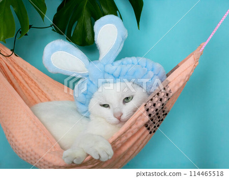A cute funny white kitty in a soft blue hoop with ears lies tired in a pink fabric hammock on a blue background. Easter concept, cat care 114465518