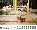 1970年代，姊妹們在火烈鳥前拍照留念 114465568