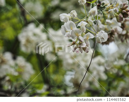 Satoyama white wisteria flowers 114465582