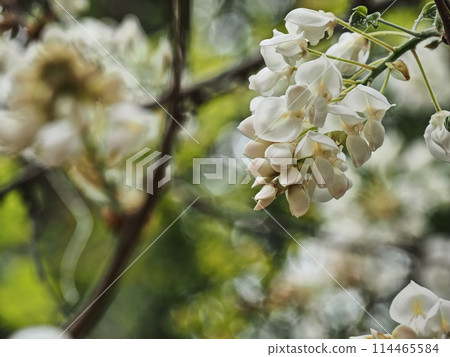Satoyama white wisteria flowers Satoyama white wisteria flowers 114465584