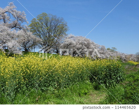 櫻花和油菜花盛開的淀川公園細割地區(2024年4月拍攝) 櫻花和油菜花盛開的淀川公園細割地區(2024年4月拍攝) 114465620