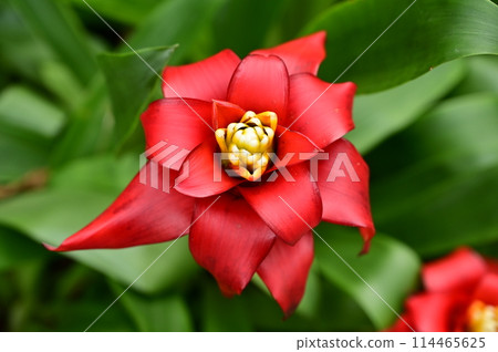 Kuzmania empire (Bromeliaceae) Kuzmania empire (Bromeliaceae) 114465625