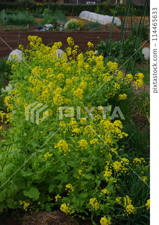 【4月】三刀齋盛開 拍攝地點：自家花園（神奈川縣大和市） 114465633