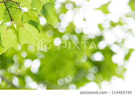 Refreshing fresh green 114465740