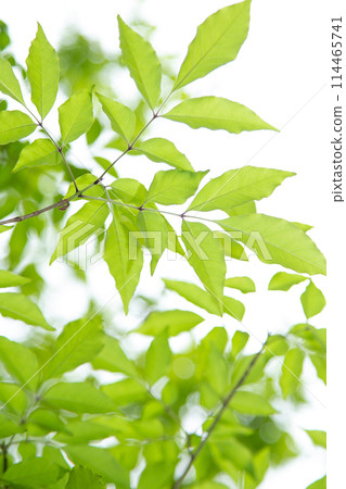 Refreshing fresh green 114465741