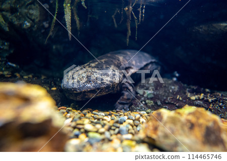 咸鮭魚 咸鮭魚 114465746