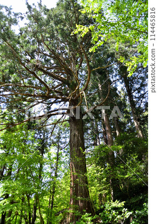 新潟縣上越市安塚區寶金神社 新潟縣上越市安塚區寶金神社 114465816