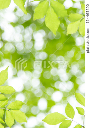 清新的綠色 114465890