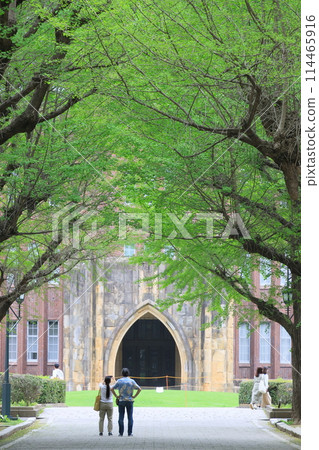 東京大學校園內的銀杏樹 東京大學校園內的銀杏樹 114465916