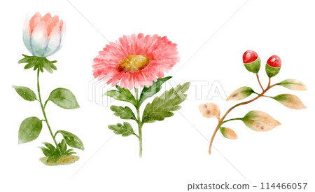 flower, watercolor, bloom 114466057