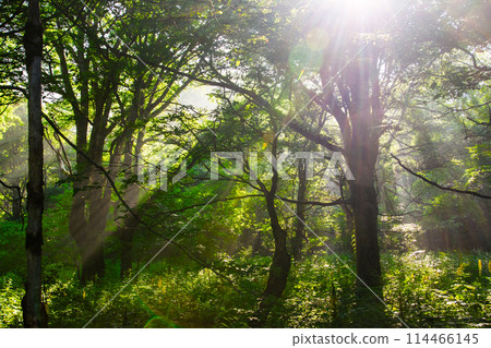 A forest wrapped in mist with beautiful rays of light 114466145