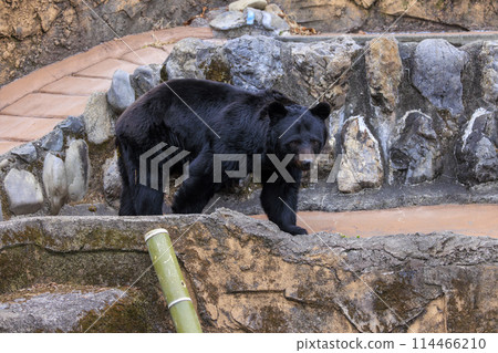 塔馬動物園，黑熊 114466210