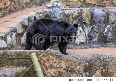 Tama Zoological Park, Black Bear 114466211