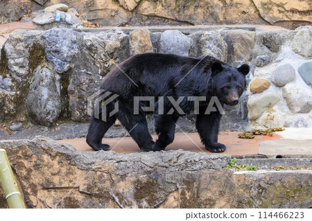 Tama Zoological Park, Black Bear 114466223