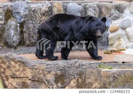 Tama Zoological Park, Black Bear 114466233
