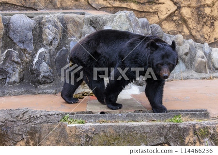 Tama Zoological Park, Black Bear 114466236