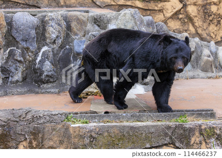 Tama Zoological Park, Black Bear 114466237