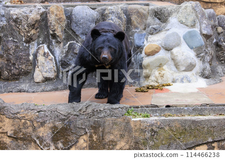 Tama Zoological Park, Black Bear 114466238