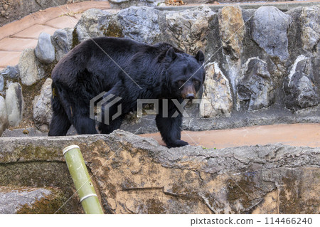 Tama Zoological Park, Black Bear 114466240