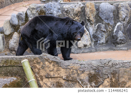 塔馬動物園，黑熊 114466241