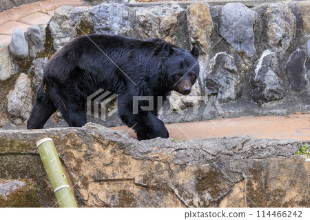 塔馬動物園，黑熊 114466242