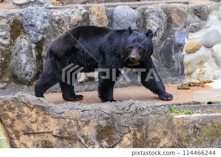 Tama Zoological Park, Black Bear 114466244